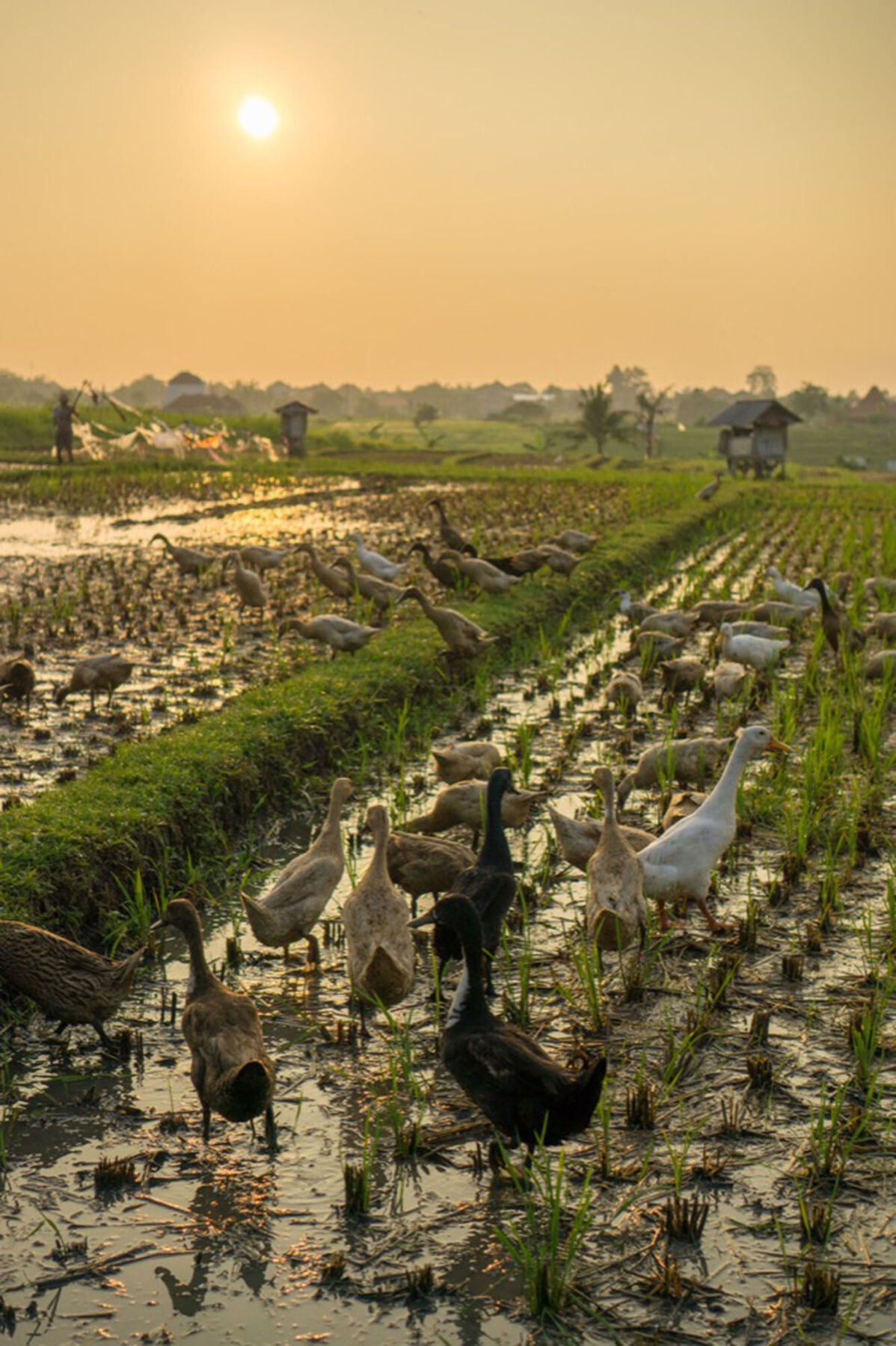 Sotis Villas Canggu  Luaran gambar