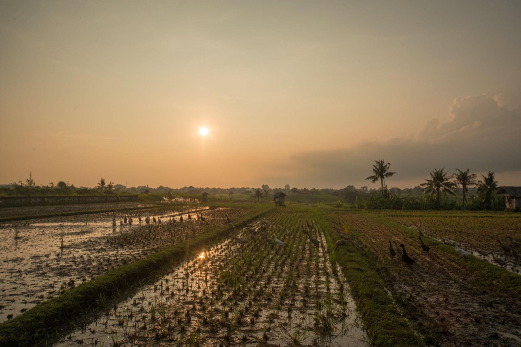 Sotis Villas Canggu  Luaran gambar